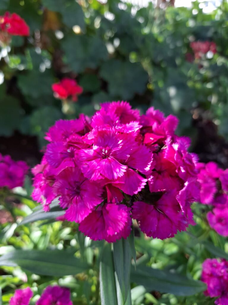 Image gallery image