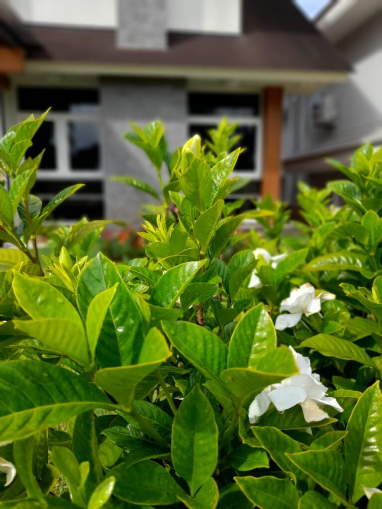 Image gallery image
