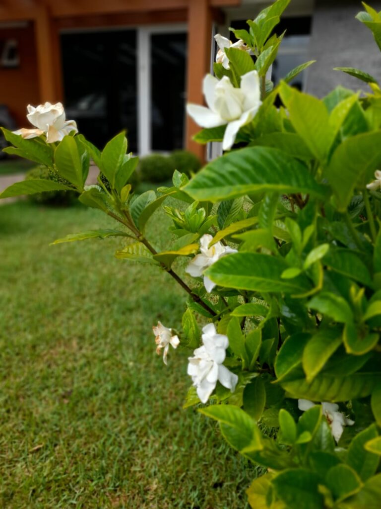 Image gallery image