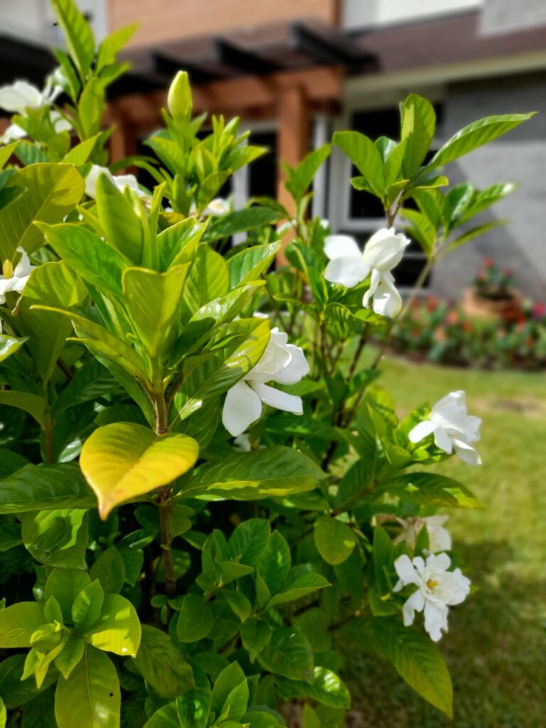 Image gallery image