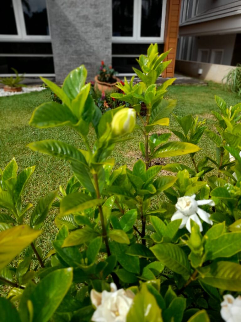 Image gallery image