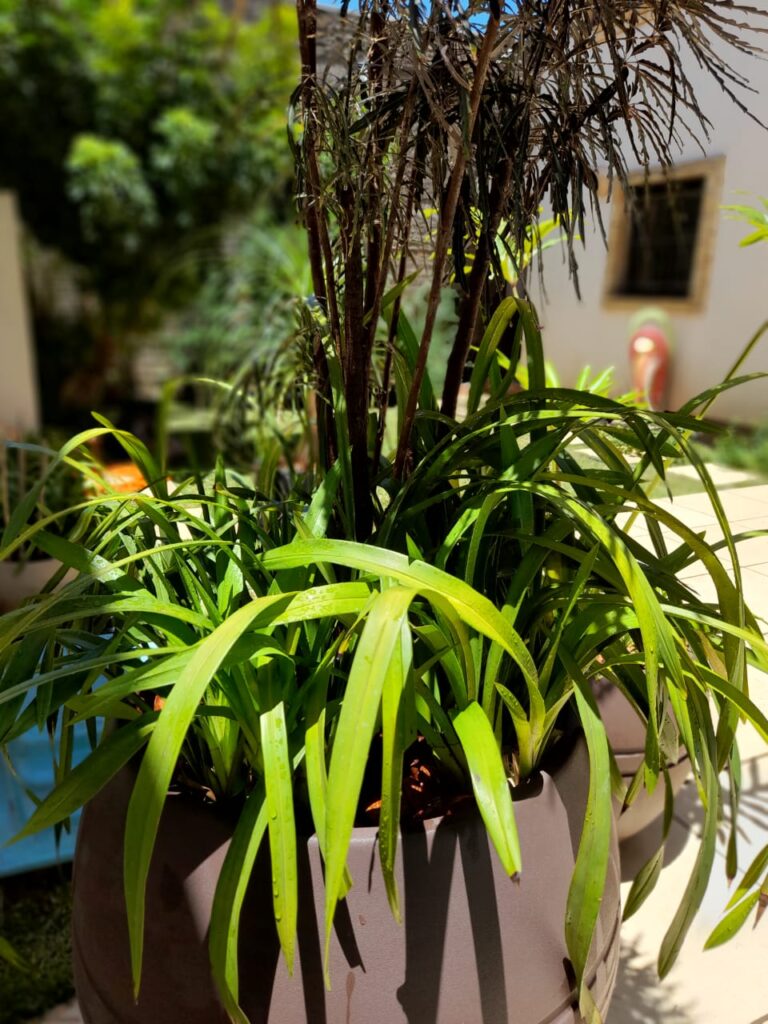 Image gallery image
