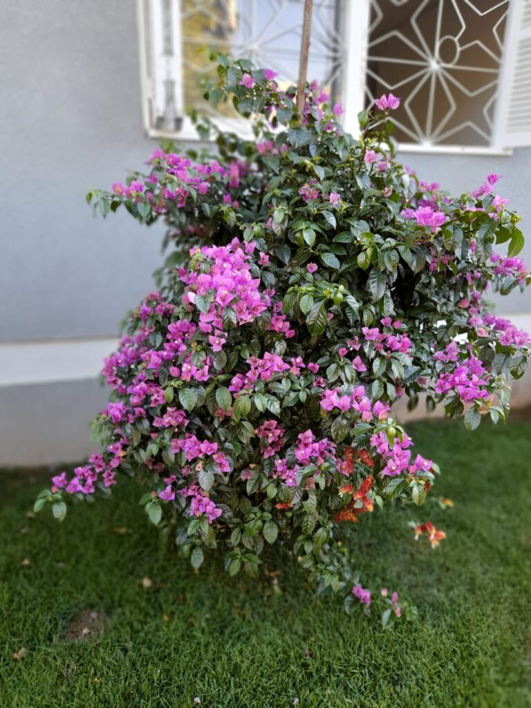 Image gallery image