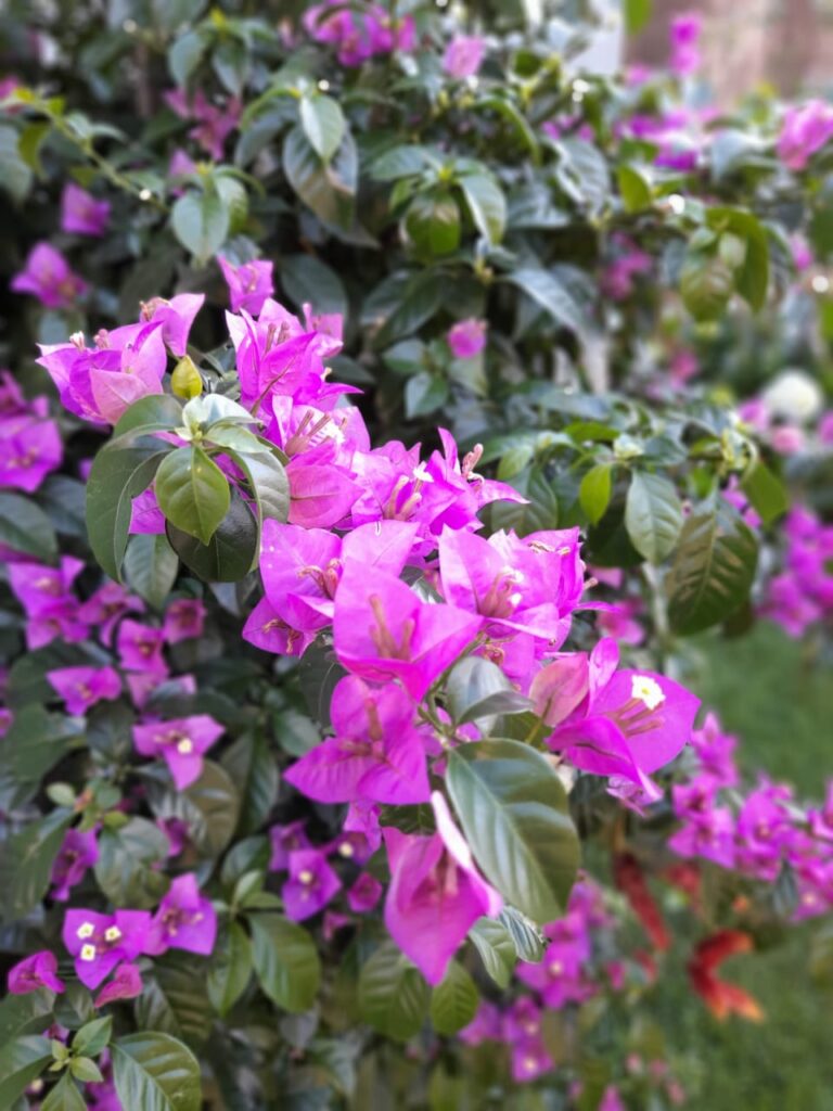 Image gallery image