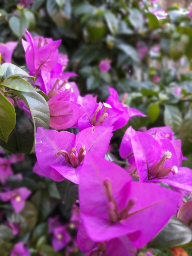 Image gallery image