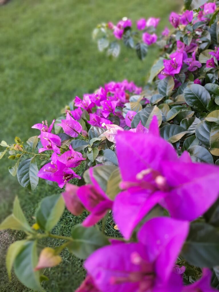 Image gallery image