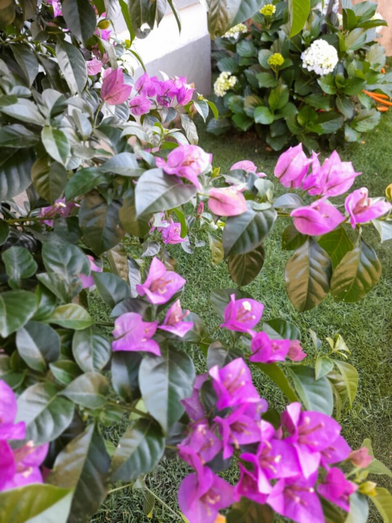 Image gallery image
