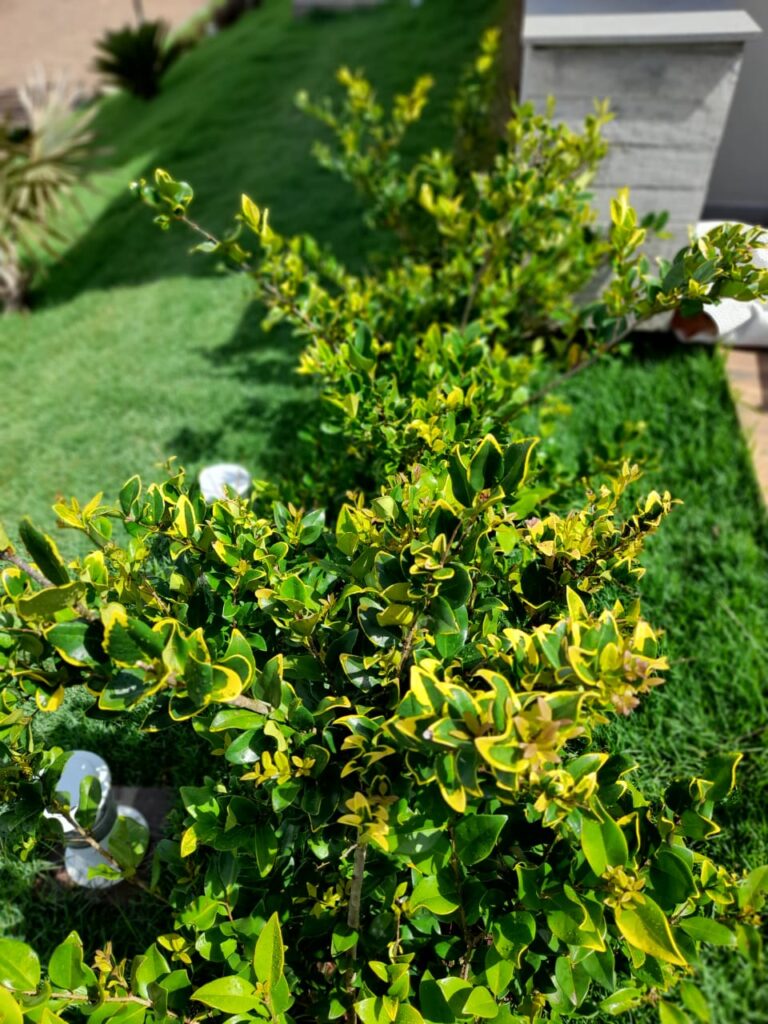 Image gallery image
