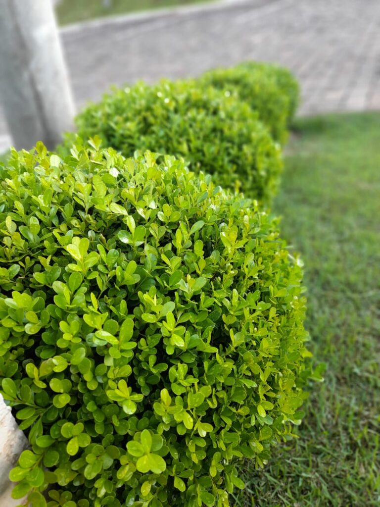 Image gallery image